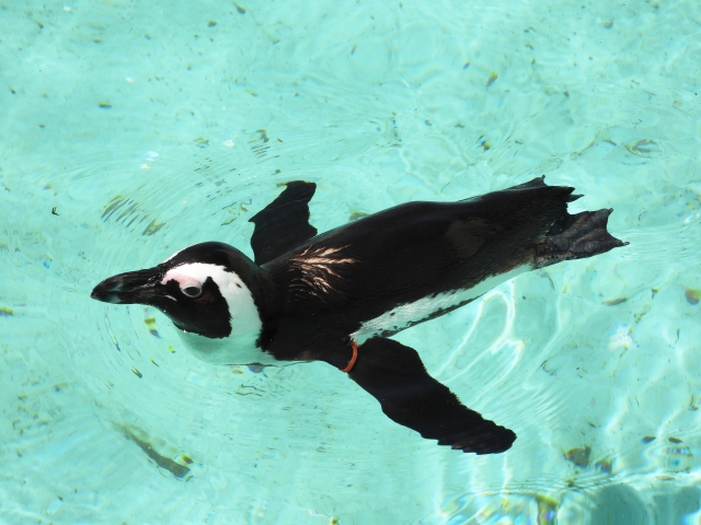 すい―っと泳ぐケープペンギン