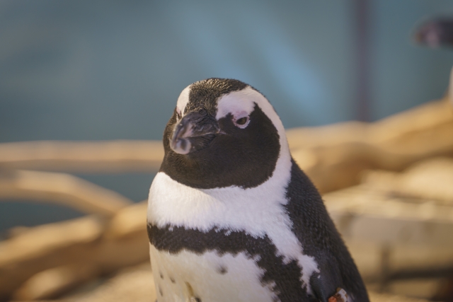 真剣なまなざしのケープペンギン